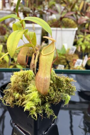 Close Up of Nepenthes ventricosa (f) x tentaculata | Exotica Plants | | IN25978