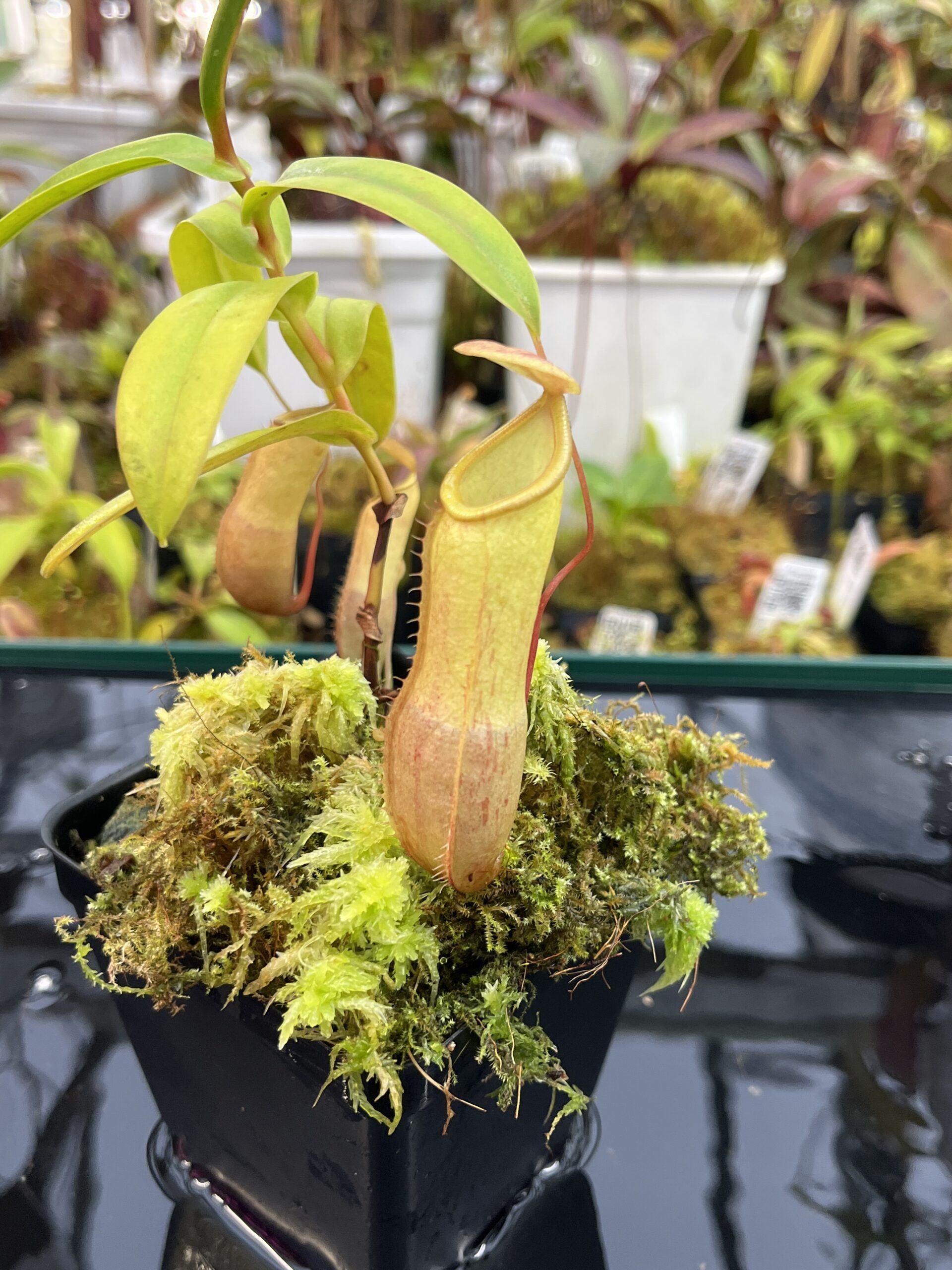 Close Up of Nepenthes ventricosa (f) x tentaculata | Exotica Plants | | IN25978