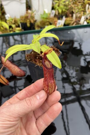 Close Up of Nepenthes ventricosa x hamata | Borneo Exotics | BE-3672 | IN25980
