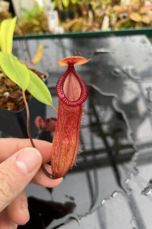 Close Up of Nepenthes ventricosa x hamata | Borneo Exotics | BE-3672 | IN26065
