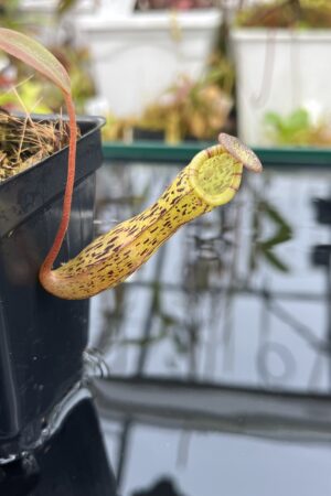 Close Up of Nepenthes vogelii x ventricosa | Borneo Exotics | BE-4593 | IN25986