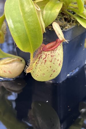 Close Up of Nepenthes x hookeriana | Florae Collaborative | FC-116 | L26097