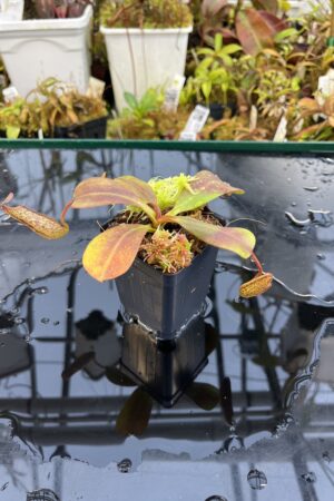 Close Up of Nepenthes zakriana | Borneo Exotics | BE-3465 | IN26088