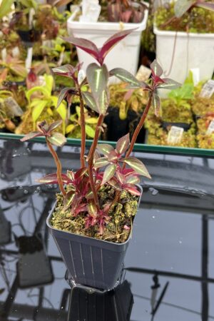 Close Up of Sonerila 'Lightning' Thailand | Florae Collaborative | | IN25975