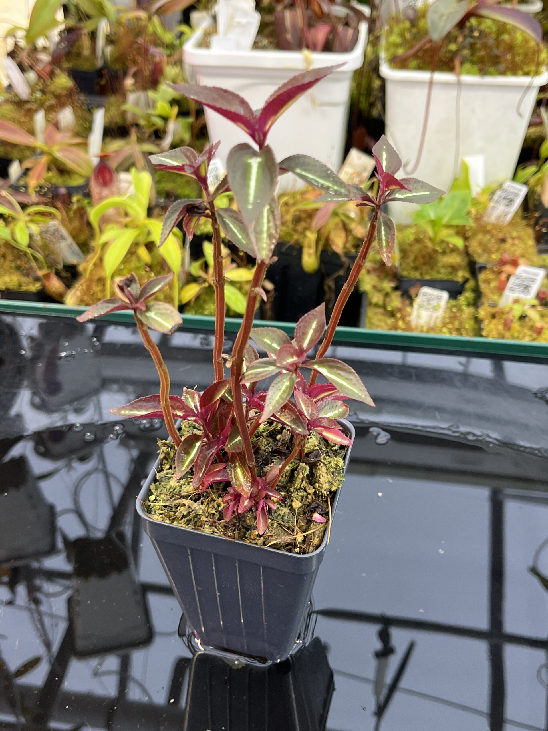 Close Up of Sonerila 'Lightning' Thailand | Florae Collaborative | | IN25975