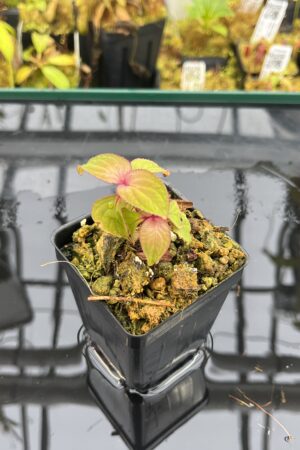 Close Up of Sonerila sp Lightning (Vietnam) | Florae Collaborative | | IN25995