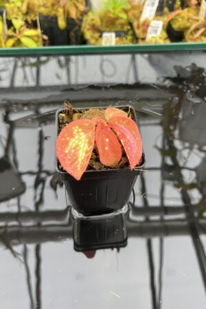 Close Up of Sonerila sp glowing dots (Vietnam) | Florae Collaborative | | IN25991