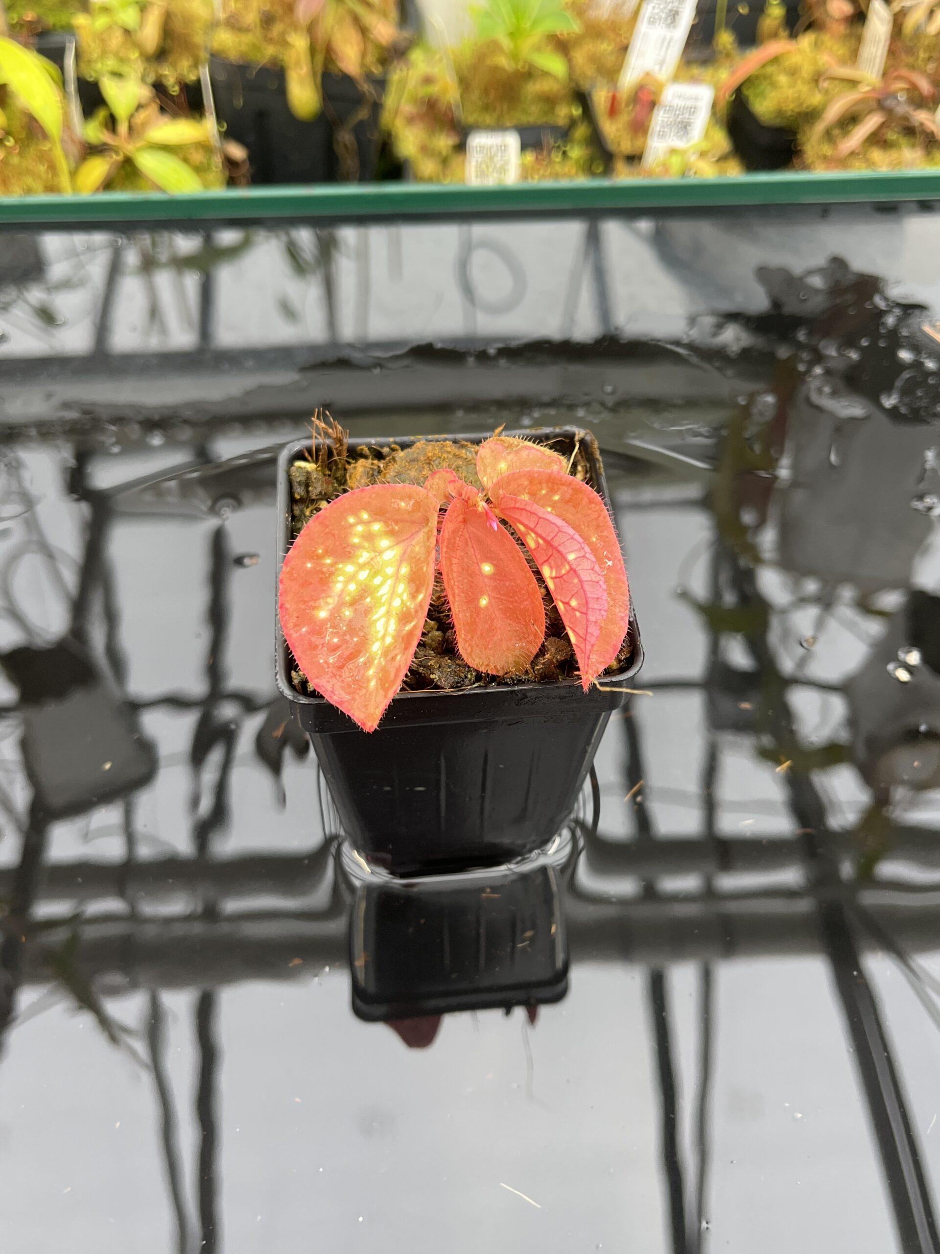 Close Up of Sonerila sp glowing dots (Vietnam) | Florae Collaborative | | IN25991