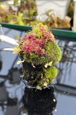 Close Up of Utricularia jamesoniana {Canon del Diablo, Auyan Tepui, Venezuela, 1500m a.s.l.} | Best Carnivorous Plants | | H26137