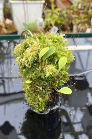 Close Up of Utricularia quelchii | Best Carnivorous Plants | BCP-138 | H26112