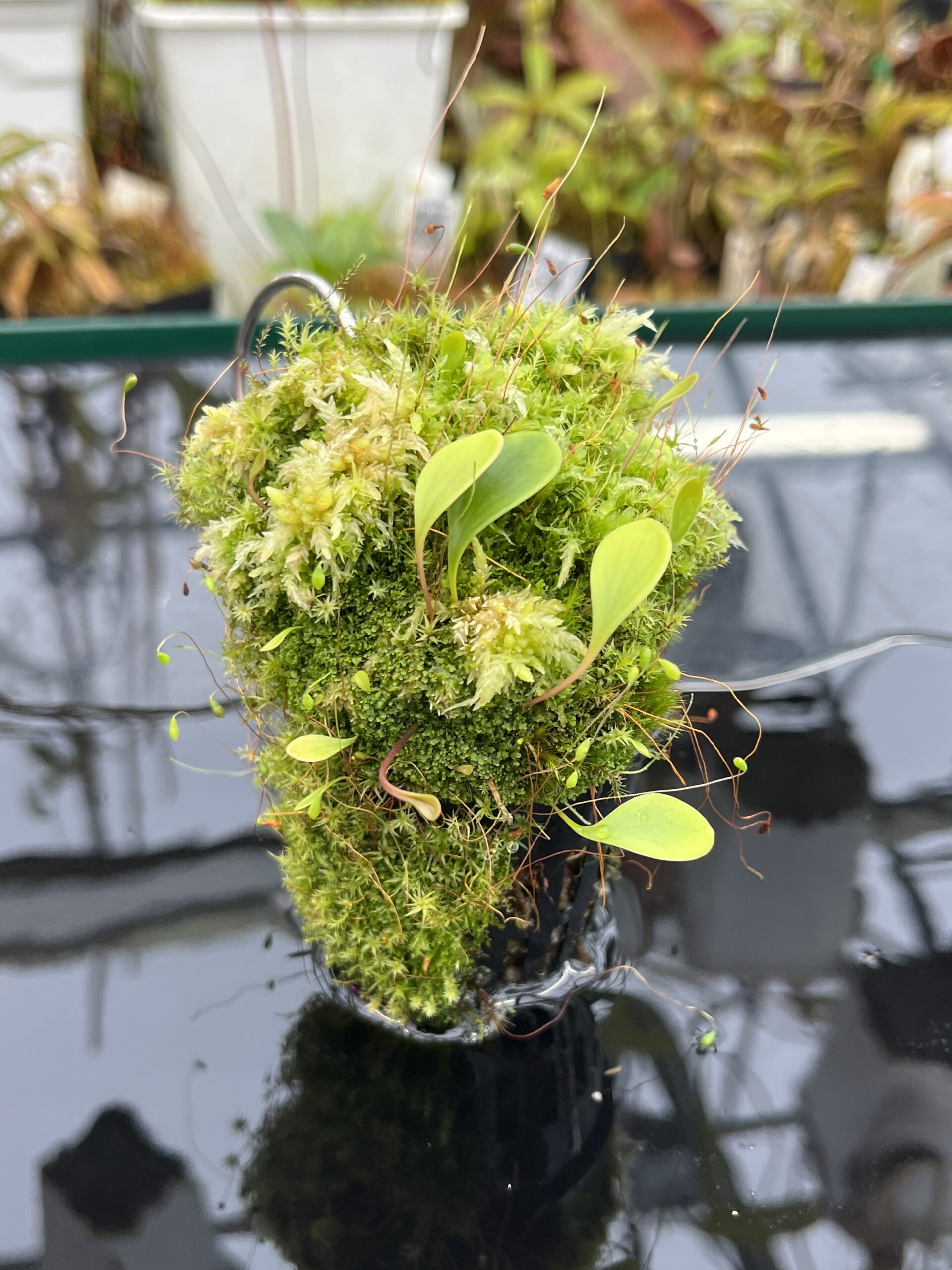 Close Up of Utricularia quelchii | Best Carnivorous Plants | BCP-138 | H26112