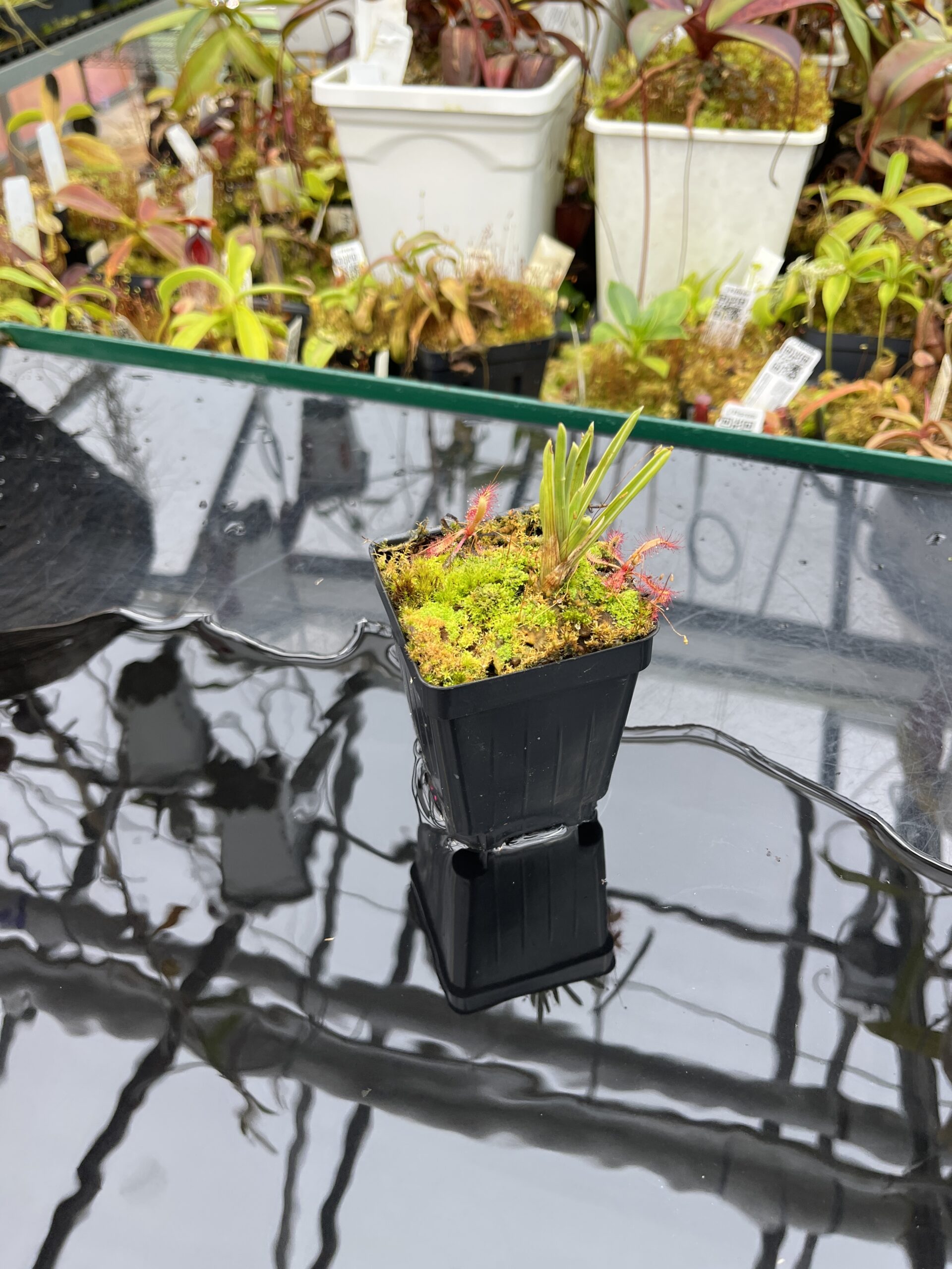 Wide Angle of Brocchinia reducta {Akopan Tepui plateau, Chimanta Massif, Venezuela} & Drosera latifolia | Best Carnivorous Plants | BCP-1651 | H26111