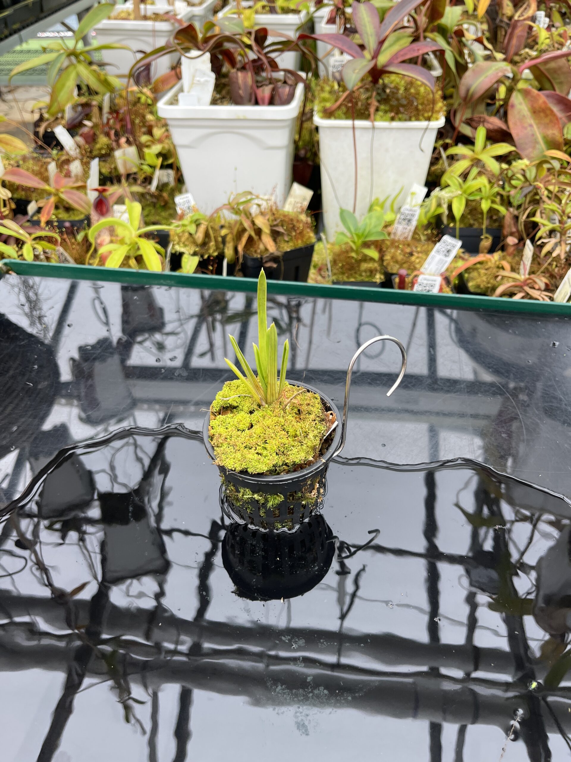 Wide Angle of Brocchinia reducta {France strain, clone # 1, 2} | Best Carnivorous Plants | | H26113