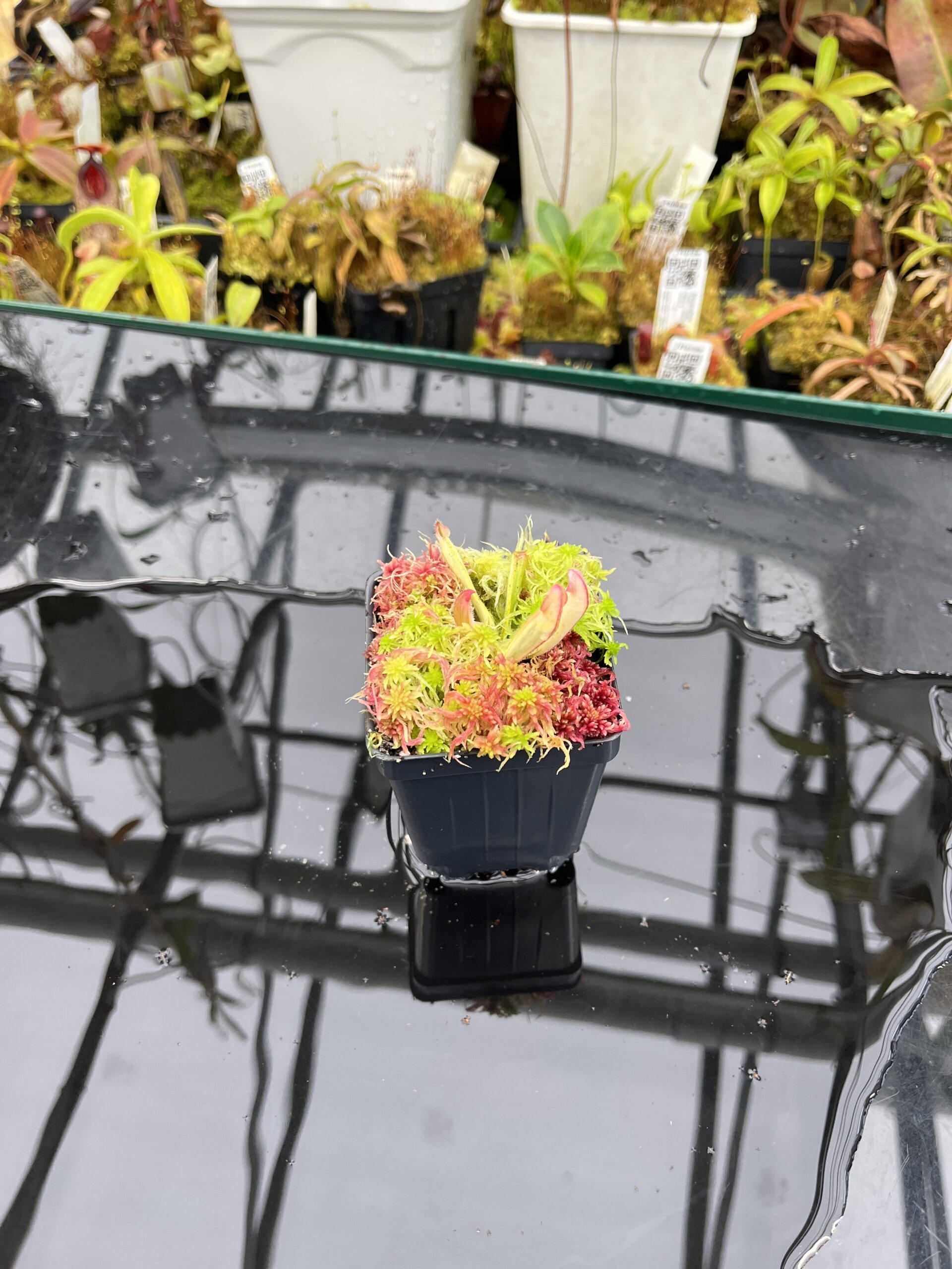 Wide Angle of Heliamphora ‘Flamingo’ | Andreas Wistuba | AW-01 | H26101