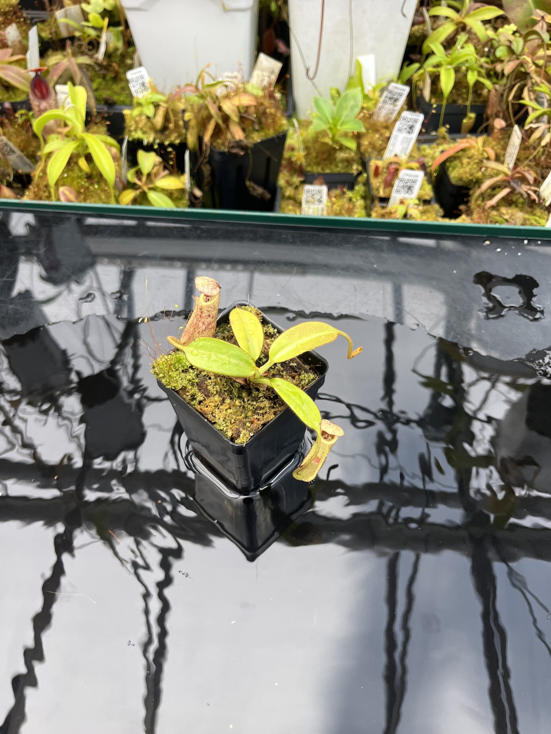 Wide Angle of Nepenthes burbidgeae | Borneo Exotics | BE-3873 | H26028