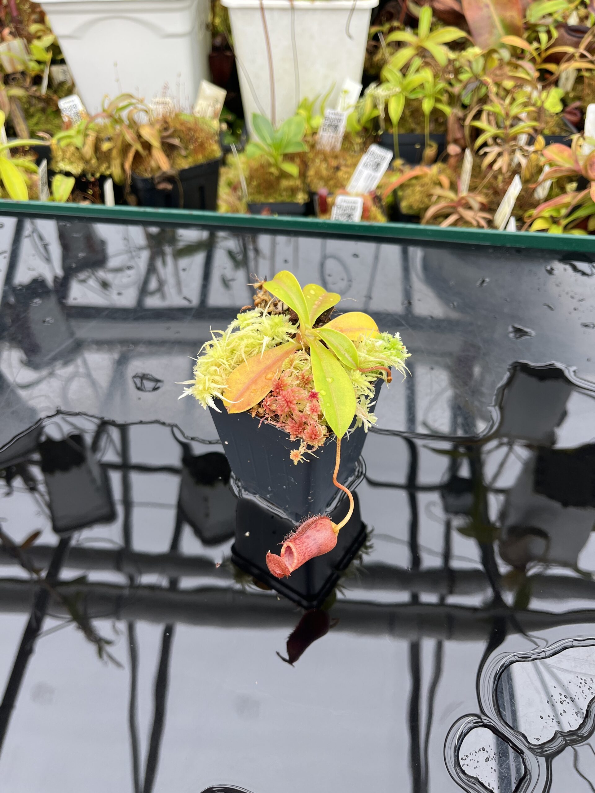 Wide Angle of Nepenthes burkei x lowii | Borneo Exotics | BE-4669 | IN26108