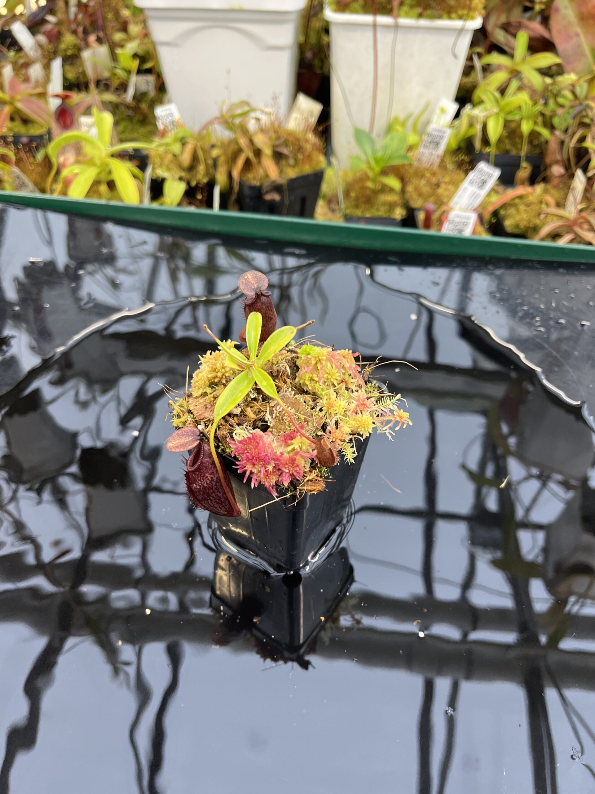 Wide Angle of Nepenthes densiflora x aristolochioides | Borneo Exotics | BE-4076 | H26122