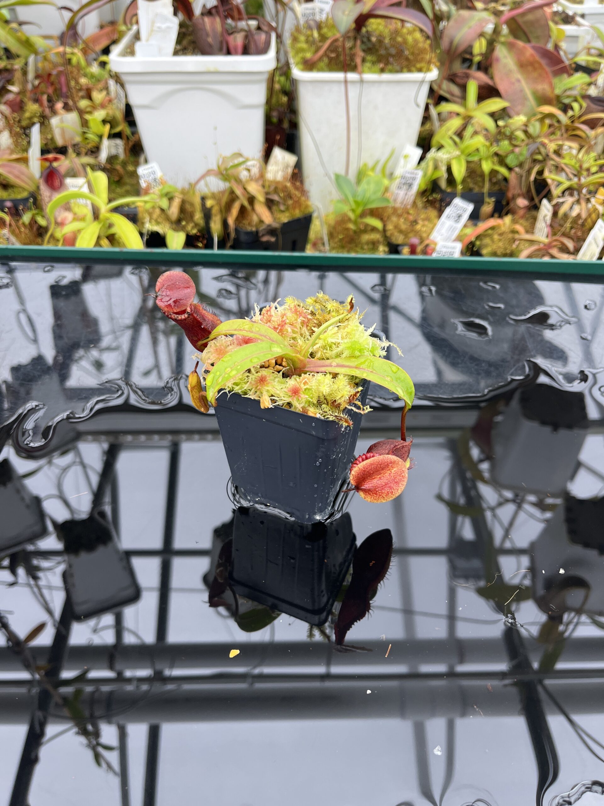 Wide Angle of Nepenthes (diabolica x hamata) x edwardsiana | Andreas Wistuba | AW-04 | H26109