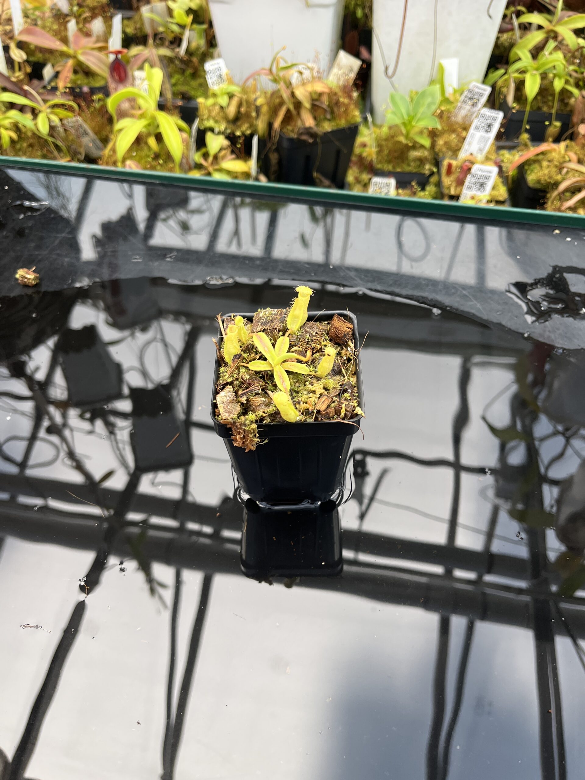 Wide Angle of Nepenthes (diabolica x hamata) x eymae G. Tambusisi pod. #1 | MKS | Florae | Florae Collaborative | FC-431 | H26033