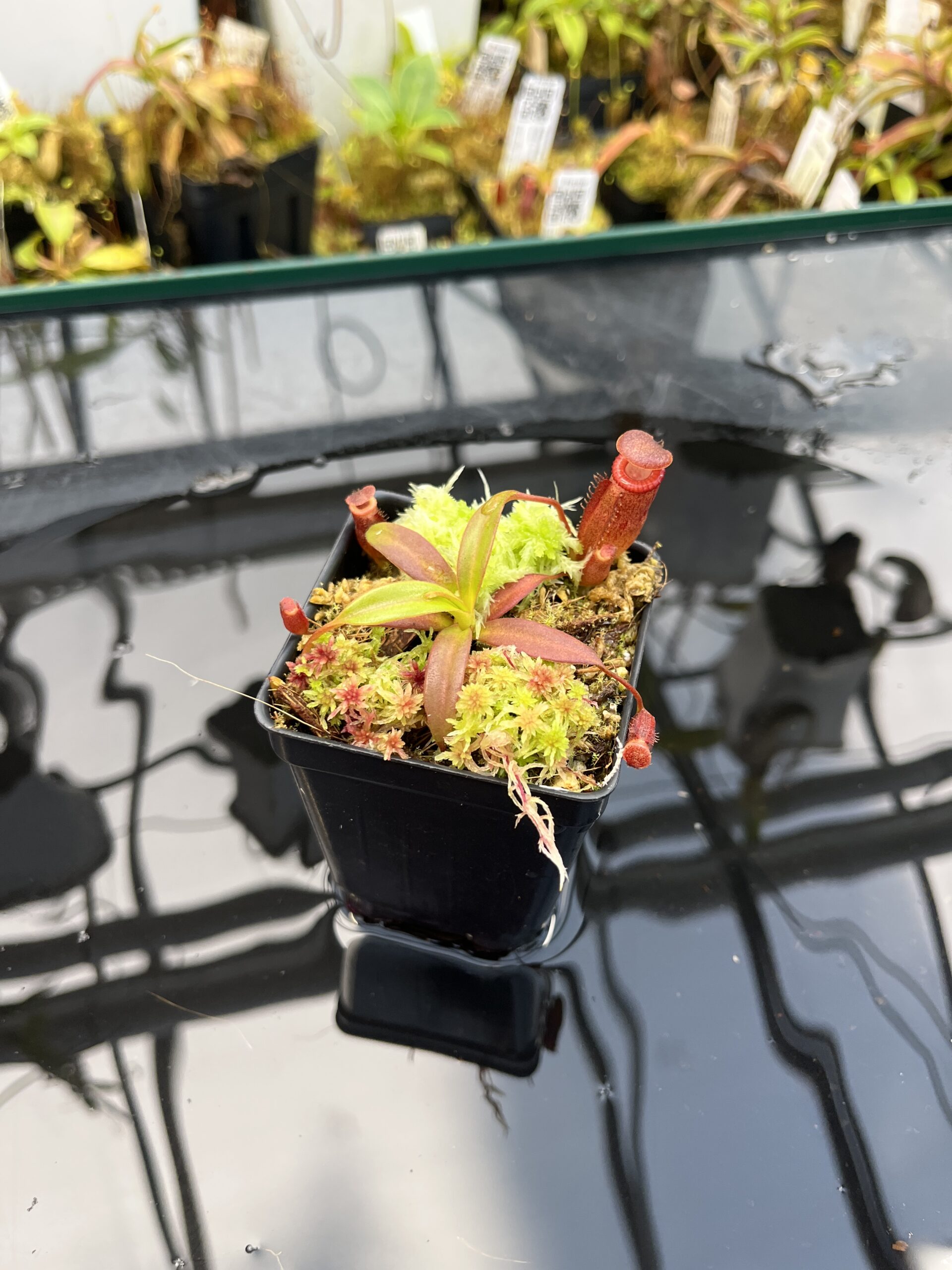 Wide Angle of Nepenthes edwardsiana x jacquelineae | JH | Jeremiah Harris | JH-413.02 | H26038