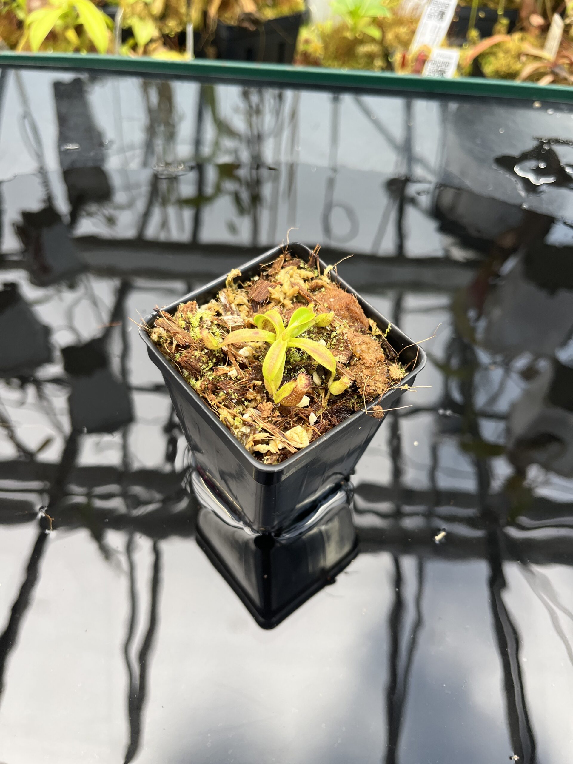 Wide Angle of Nepenthes ephippiata Hose Mountains | Jeremiah Harris | JH-045.03 | H26031