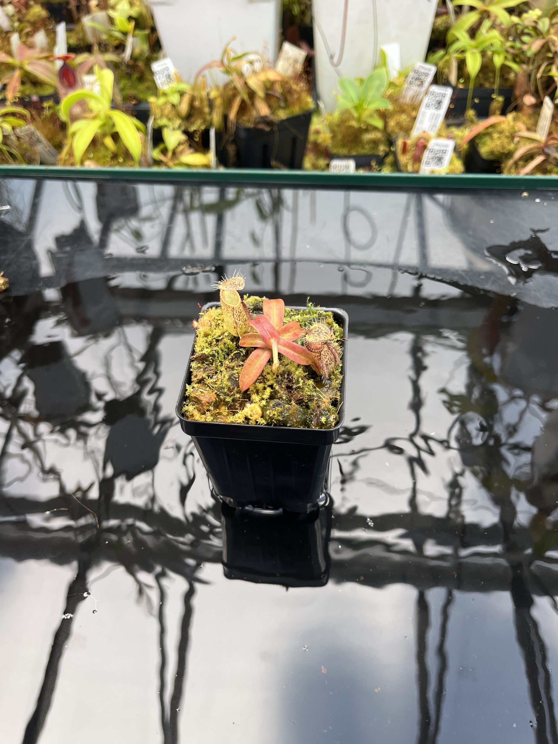 Wide Angle of Nepenthes hamata | Borneo Exotics | BE-3975 | H26034