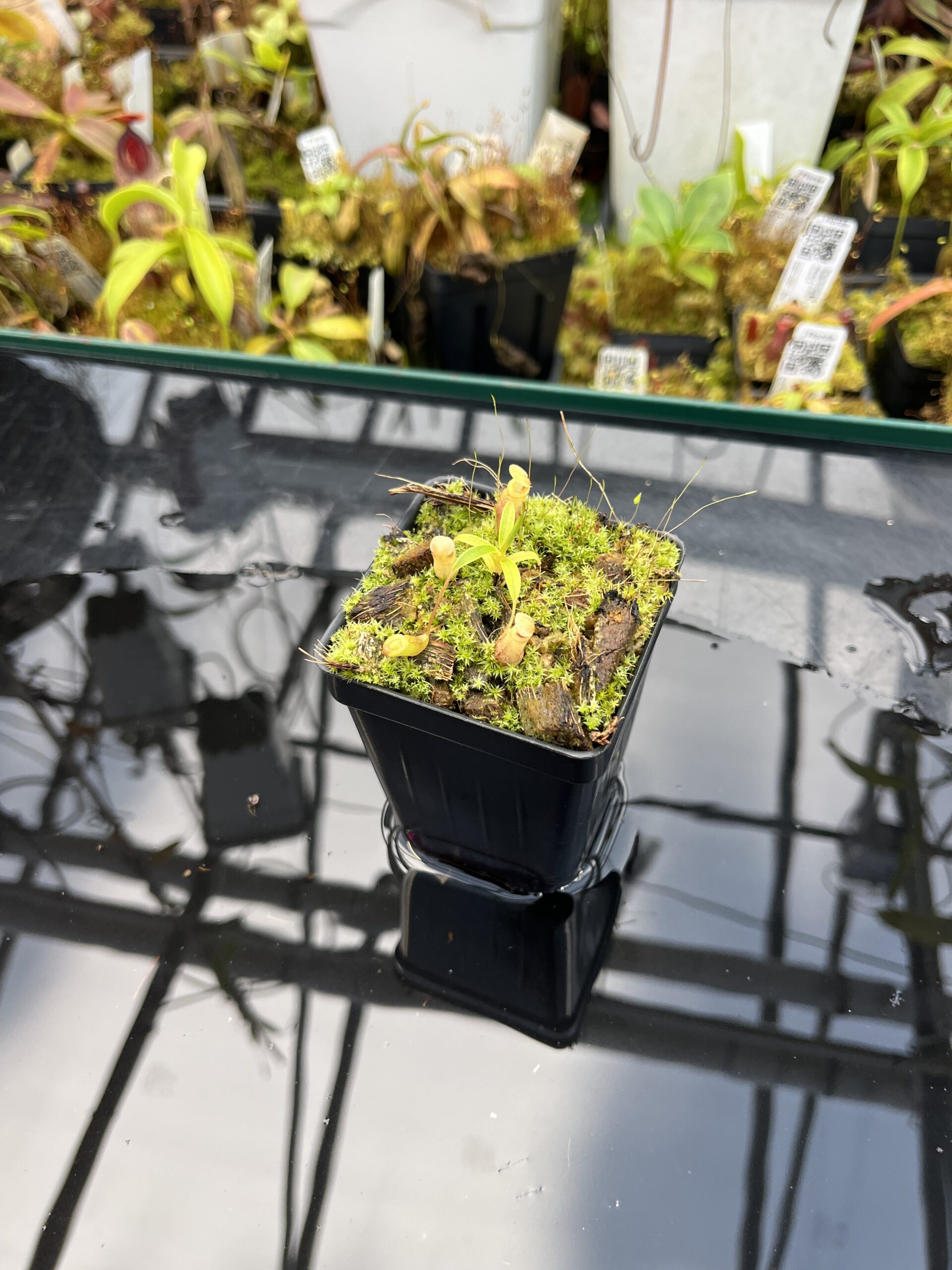 Wide Angle of Nepenthes jamban | Florae Collaborative | FC-026.IC | H26035