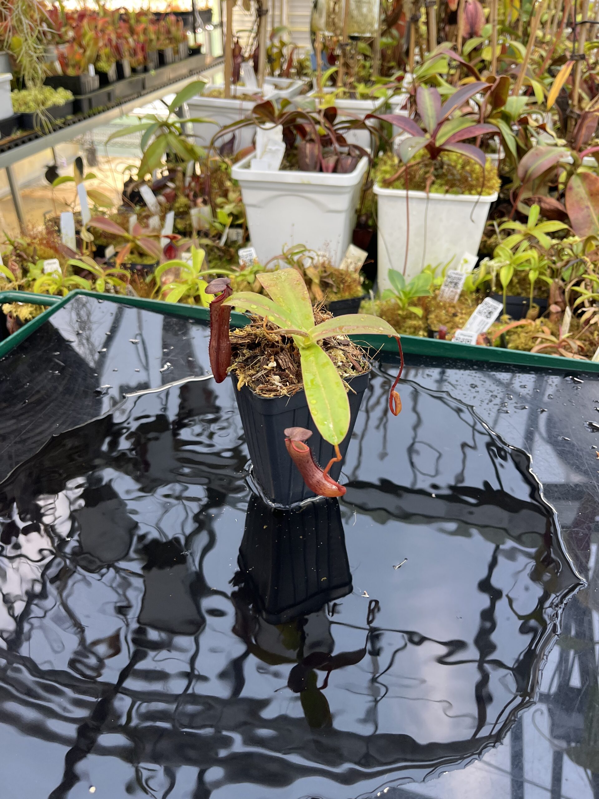 Wide Angle of Nepenthes ramispina x ventricosa | Borneo Exotics | BE-4537 | H26117