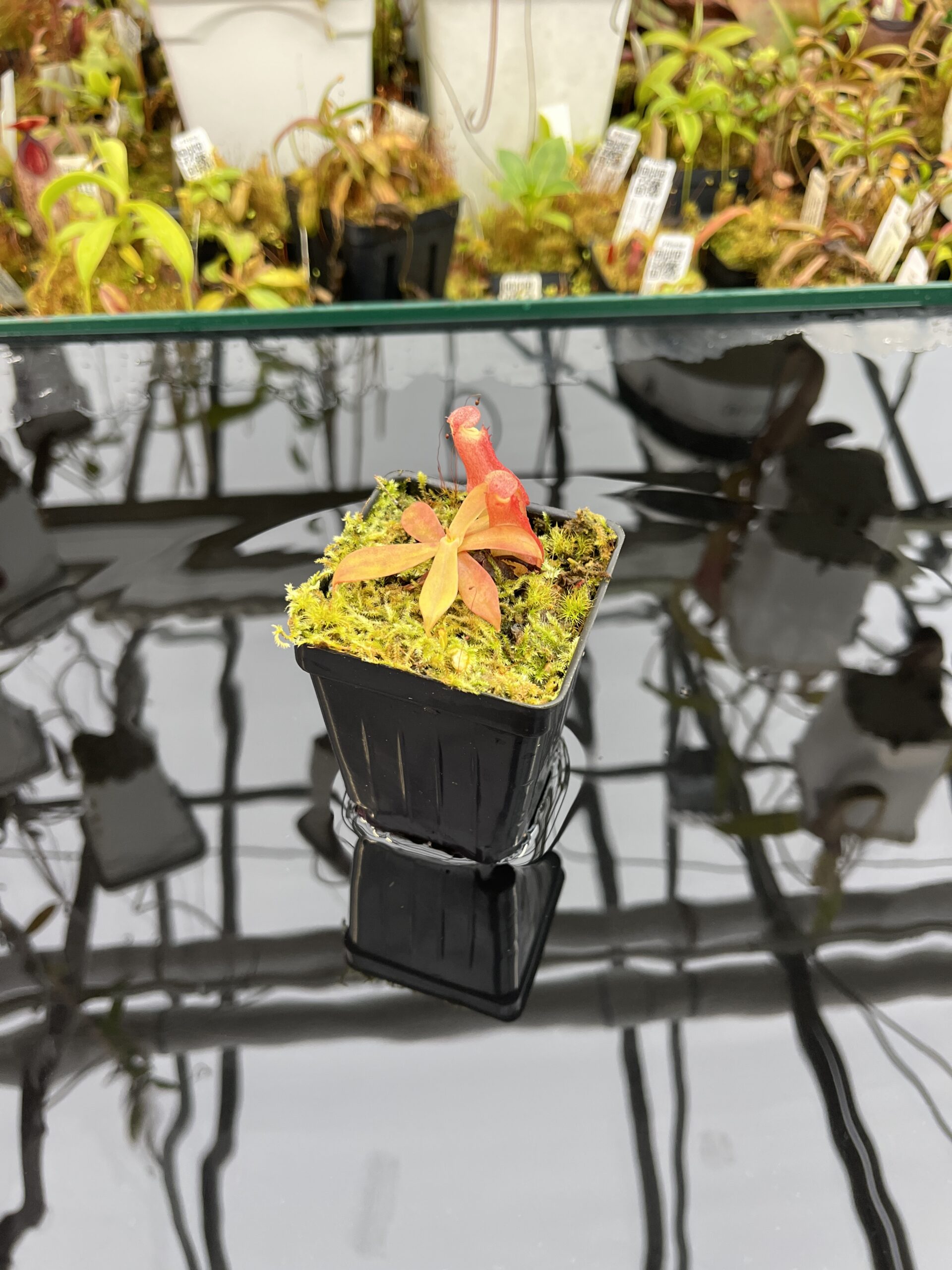 Wide Angle of Nepenthes reinwardtiana ‘Red’ | Florae Collaborative | FC-194.01 | L26004