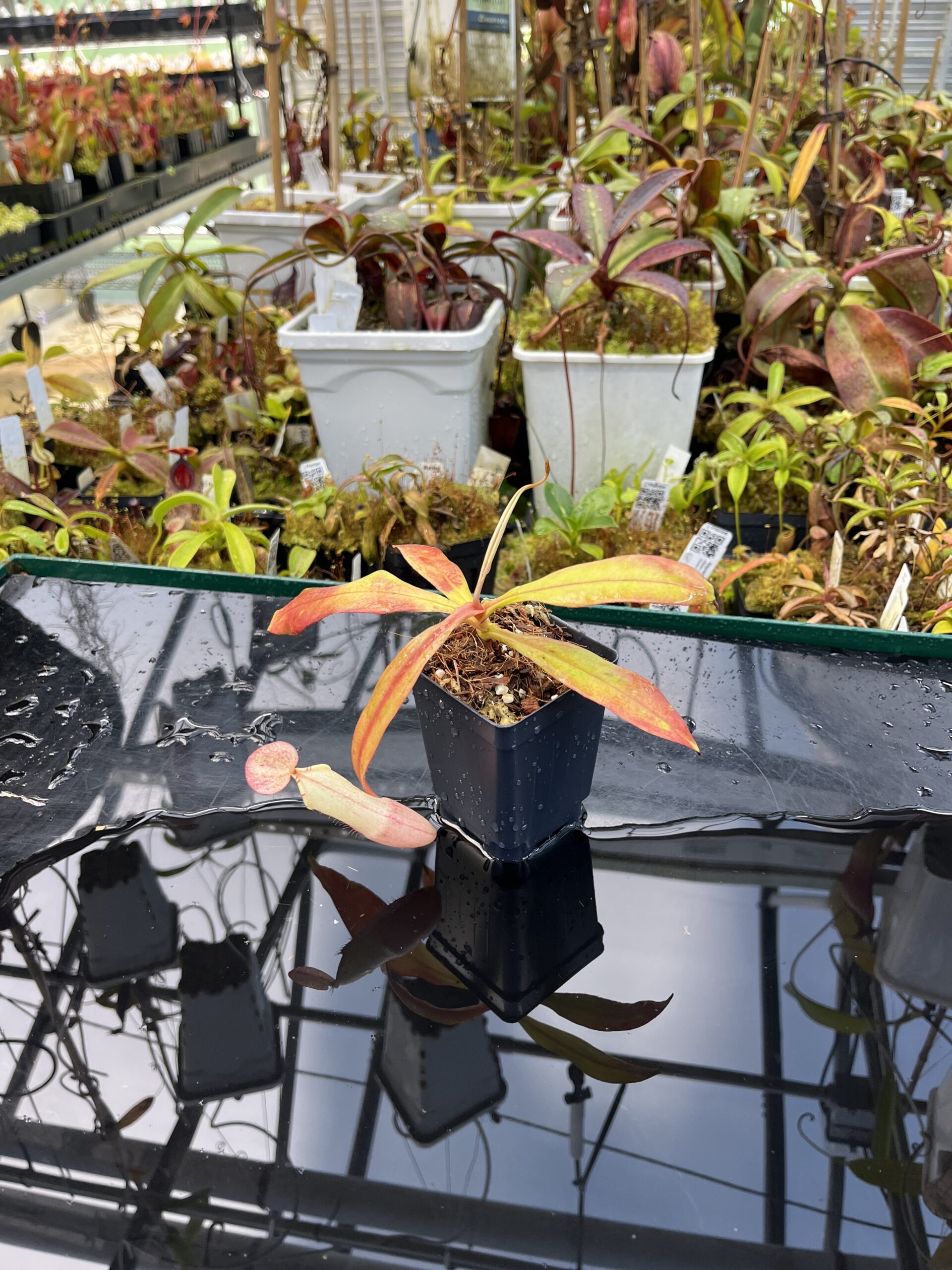 Wide Angle of Nepenthes (veitchii x burbidgeae) x (lowii x Gothica)-‘WP’ | Florae | Clone 4 | Florae Collaborative | FC-169.04 | IN26080