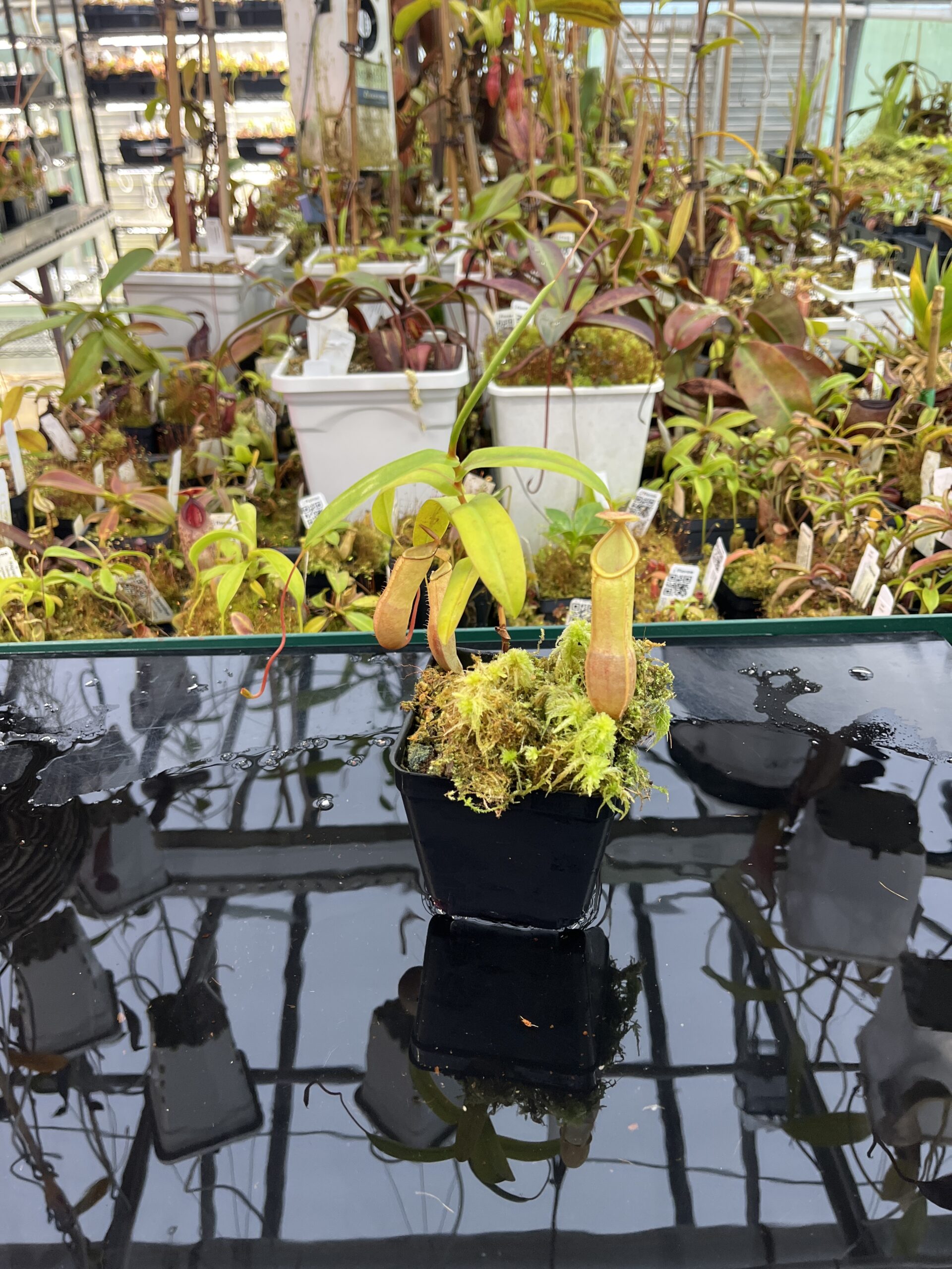 Wide Angle of Nepenthes ventricosa (f) x tentaculata | Exotica Plants | | IN25978