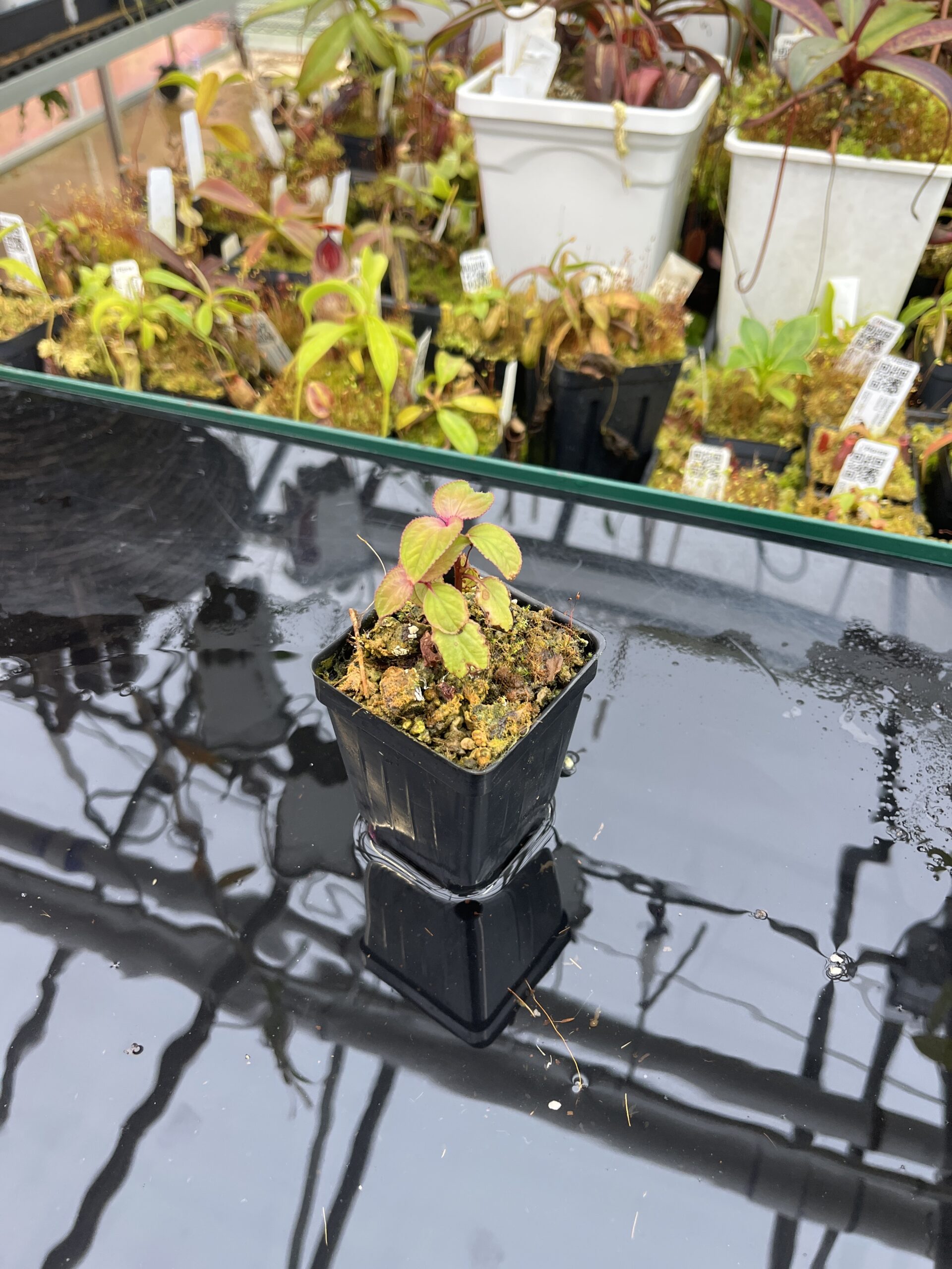 Wide Angle of Sonerila sp Lightning (Vietnam) | Florae Collaborative | | IN25995
