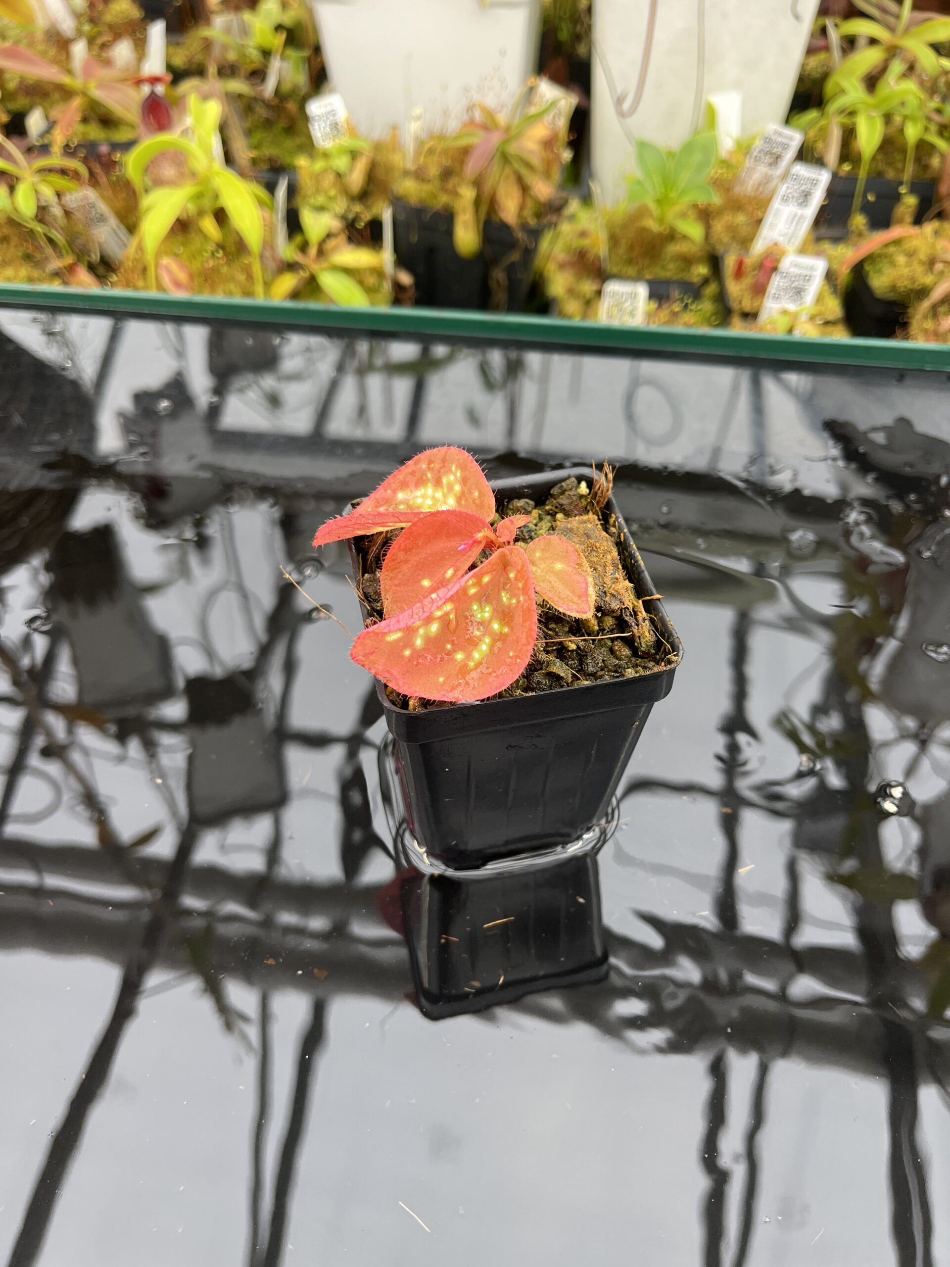 Wide Angle of Sonerila sp glowing dots (Vietnam) | Florae Collaborative | | IN25991