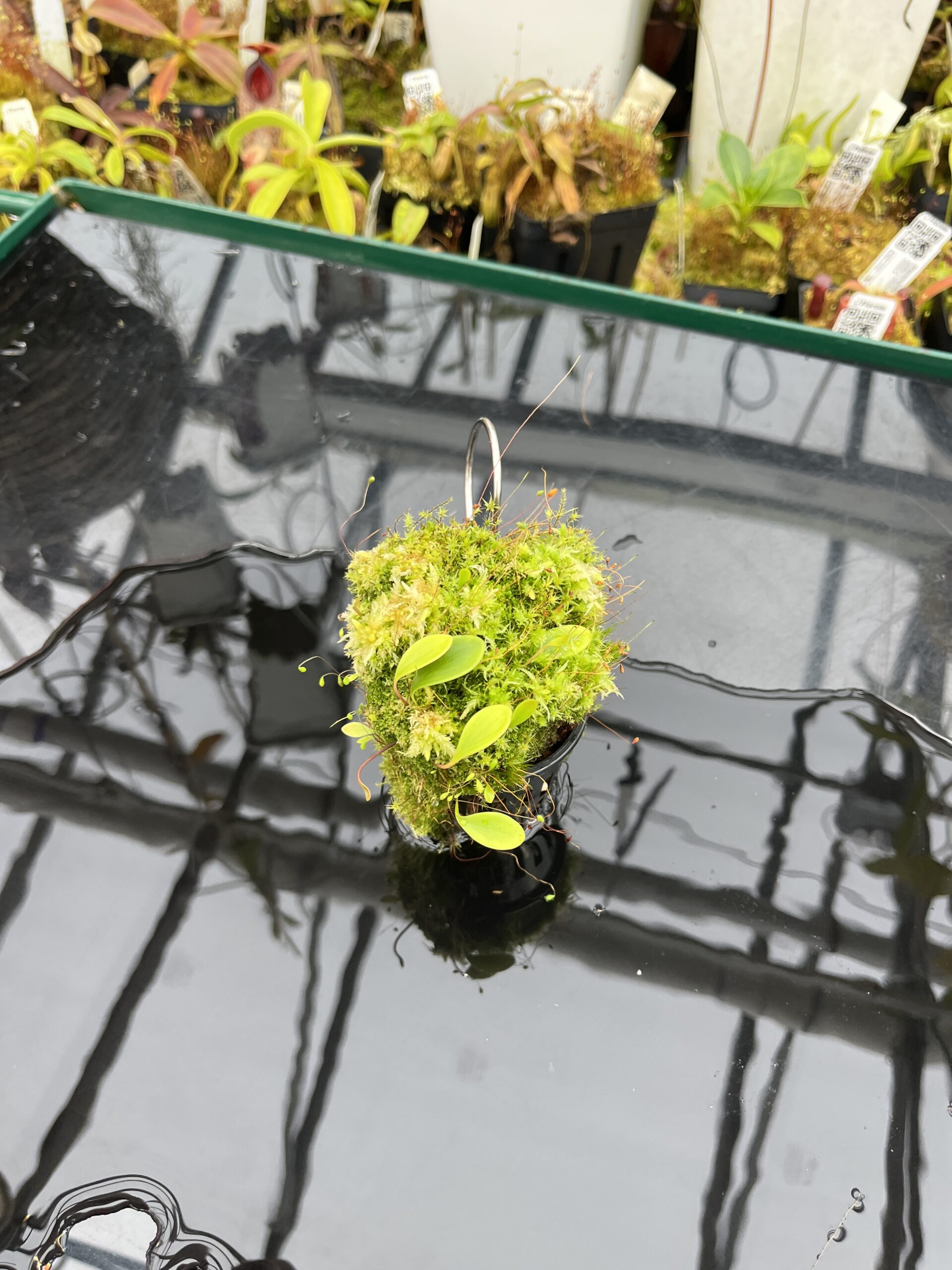 Wide Angle of Utricularia quelchii | Best Carnivorous Plants | BCP-138 | H26112