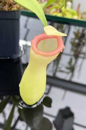 Close Up of Nepenthes ventricosa Porcelain / Alba | Andreas Wistuba | AW-01 | IN26716