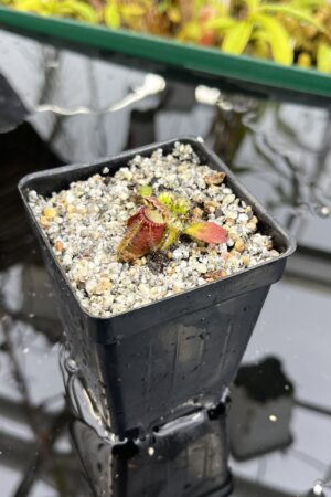 Close Up of Cephalotus follicularis 'Black Purple' | Florae Collaborative | | IN26233