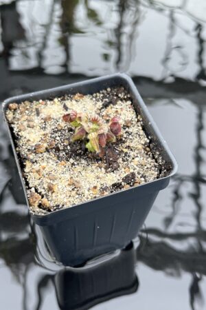 Close Up of Cephalotus follicularis | Borneo Exotics | BE-3563 | IN26314
