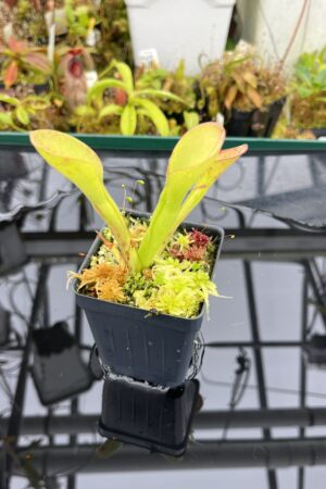 Close Up of Heliamphora exappendiculata (Chimanta Tepui) | Andreas Wistuba | AW-RSC | H26274