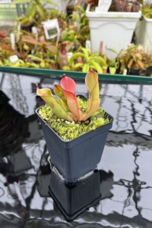 Close Up of Heliamphora huberi (Amuri Tepui) | Andreas Wistuba | AW-02 | H26701