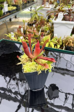Close Up of Heliamphora sarracenioides x minor Burgundy black | Andreas Wistuba | AW-ISC | H26289