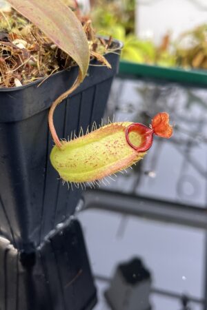 Close Up of Nepenthes ampullaria x aristolochioides | Borneo Exotics | BE-3658 | IN26465