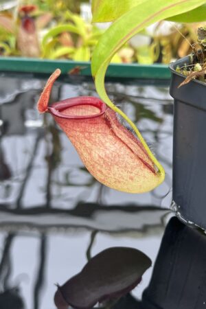 Close Up of Nepenthes ampullaria x campanulata | Borneo Exotics | BE-3840 | L26737
