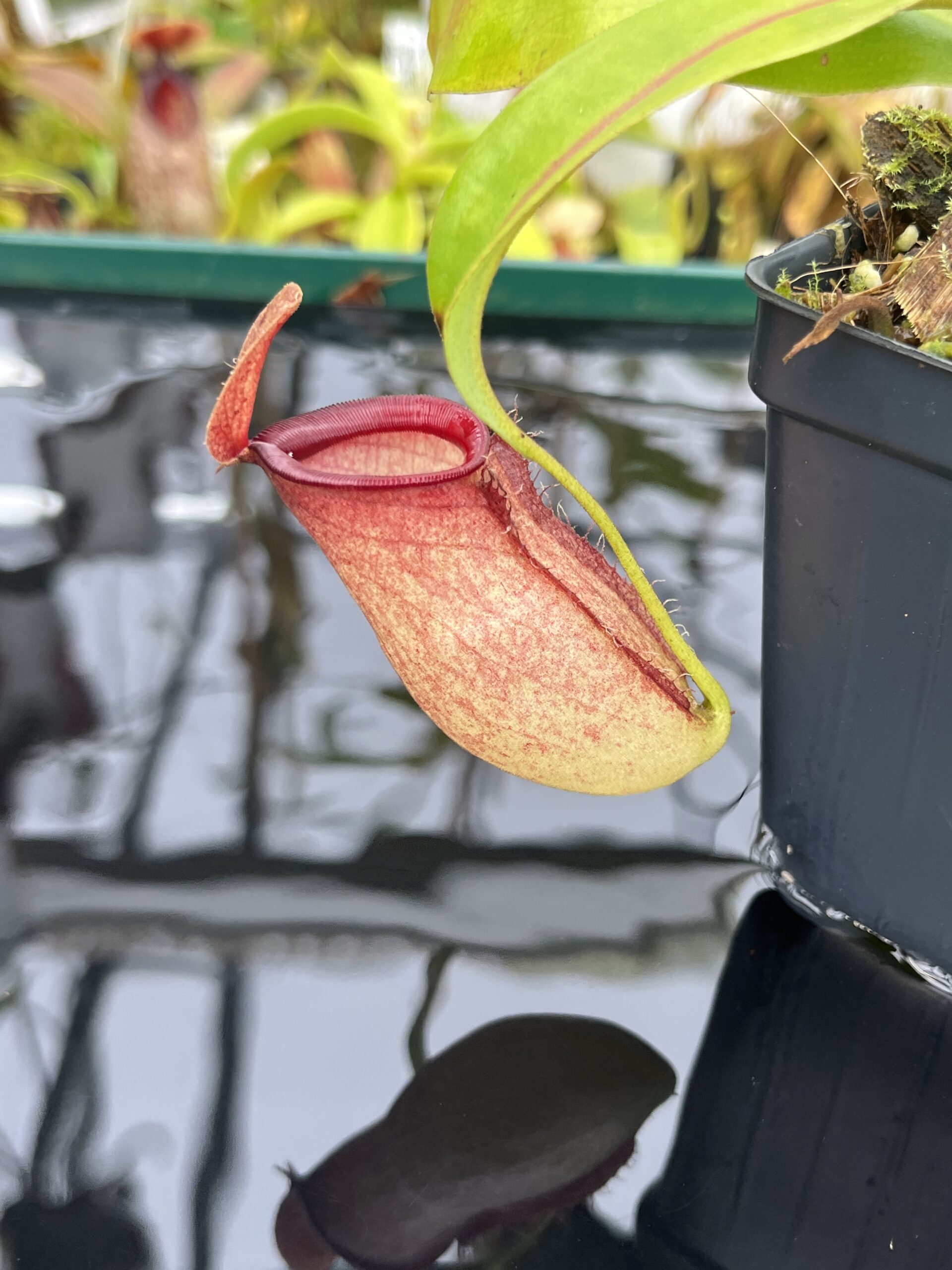 Close Up of Nepenthes ampullaria x campanulata | Borneo Exotics | BE-3840 | L26737