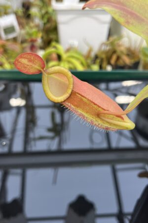 Close Up of Nepenthes ampullaria x (spectabilis x talangensis) | Borneo Exotics | BE-3738 | IN26419