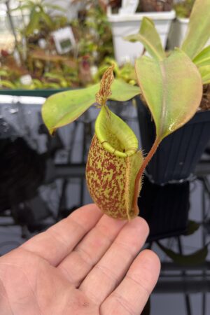 Close Up of Nepenthes ampullaria x (veitchii x lowii) | Borneo Exotics | BE-4027 | IN26459
