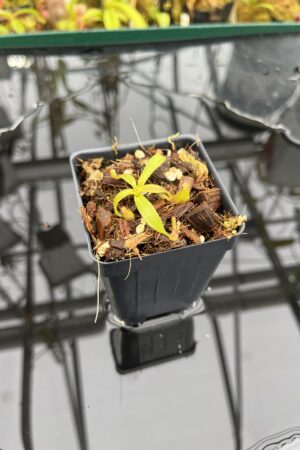 Close Up of Nepenthes appendiculata | Assorted Clones | James Ellis | JE-511 | Hunreadable