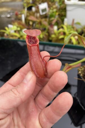Close Up of Nepenthes bokorensis | Borneo Exotics | BE-3856 | L26711