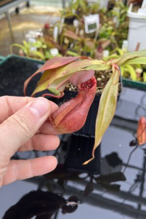 Close Up of Nepenthes bokorensis | Borneo Exotics | BE-3856 | L26715