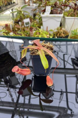 Close Up of Nepenthes bokorensis | Borneo Exotics | BE-4518 | IN26720