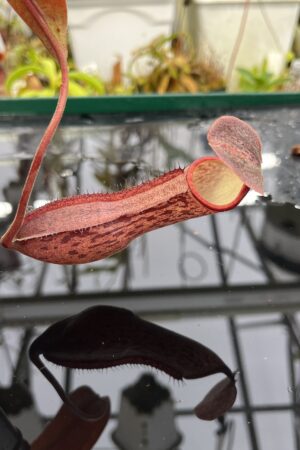 Close Up of Nepenthes boschiana | Borneo Exotics | BE-3643 | IN26463